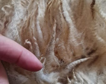 200g Pedigree Lleyn Sheep Fleece / Raw Fleece / Hand Spinning / Handspinning