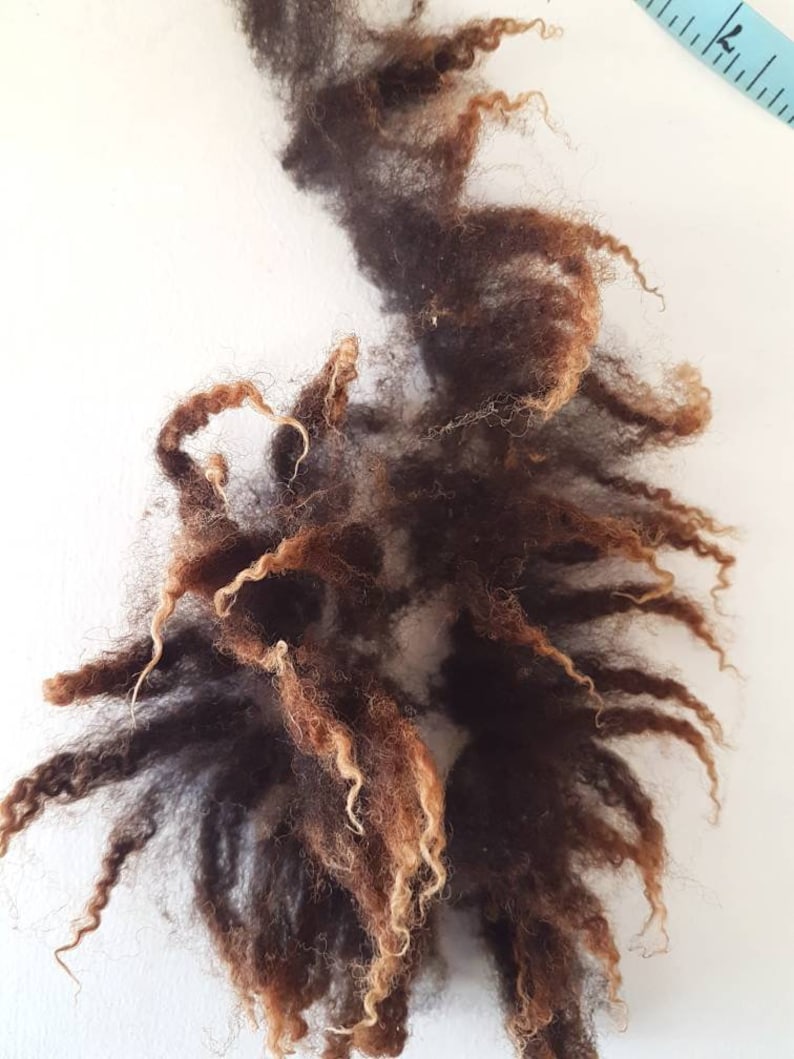 Op de afbeelding: Een monster van donkerbruine en lichtbruine krullende wolvezels tegen een witte achtergrond. De wol heeft een natuurlijk, getextureerd uiterlijk, met verschillende tinten bruin en beige. Een blauwe meetlint is zichtbaar.