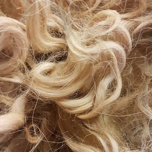 May include: Close-up of a pile of light brown curly wool fibers.