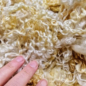 Wensleydale locks / 20g award winning / washed locks / doll hair / spinning / blythe reroot / curly locks / fibre ringlets