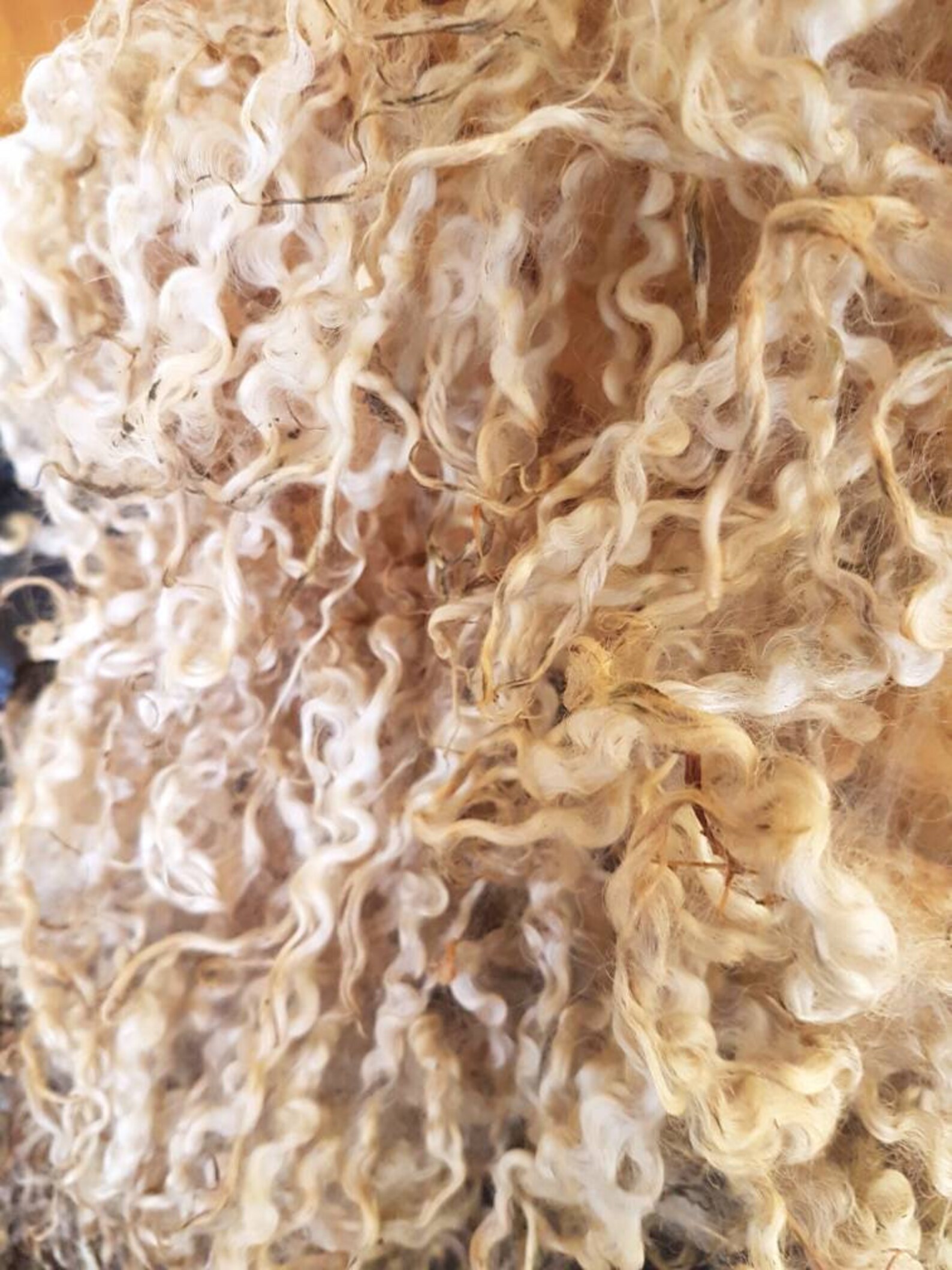Raw Teeswater Sheep Fleece / 200g Fleece / Rare Breed / Etsy UK