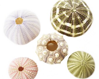 Sea Urchin Shell Etsy
