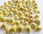 50 Hand Picked Money Cowrie Shells Seashells 1 2 quot -1 quot Shellcraft Cypraea Moneta Crafts Beach Wedding Decor Nautical Coastal Cottage Crafting