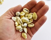 200 Hand Selected Money Cowrie Shells Seashells 1 2 quot - 1 quot Shellcraft Cypraea Moneta Crafts Beach Wedding Nautical Coastal Cottage Crafting