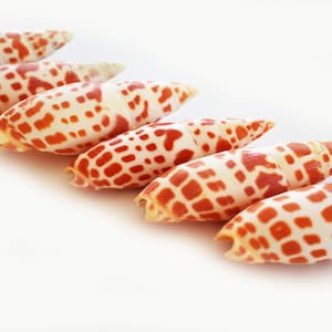 May include: Five cone-shaped seashells with a white background. The shells are orange and white with a spotted pattern.