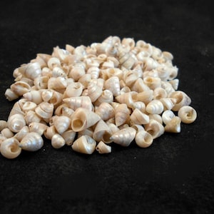 May include: A large collection of small, off-white, conical sea shells. Each shell features a spiral structure with a smooth, slightly iridescent surface. The shells vary slightly in size and shape, displaying natural beige and cream tones.