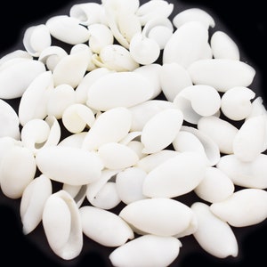May include: A collection of smooth, white seashells, some with a slight pearlescent sheen. The shells are oval-shaped and have a natural, organic texture.