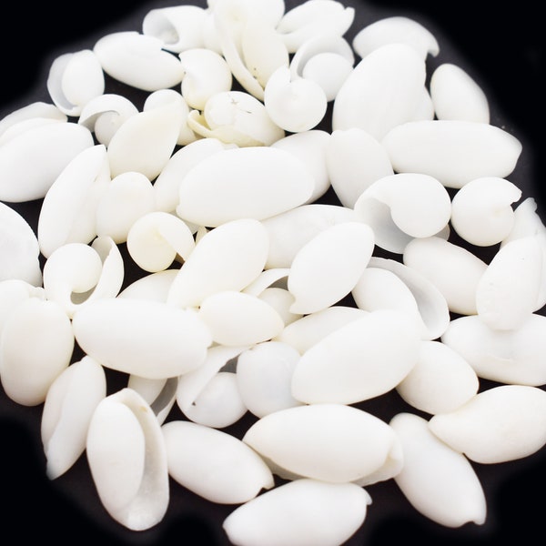 1 Lb White Bullet (Bubble) Shells Seashells 3/4" - 1" Beach Craft Wedding Decor Coastal Living Seashell Frames and Mirrors