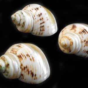 May include: Three white seashells with brown markings. The shells have a pearlescent sheen and are arranged on a black background.