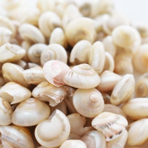 8 oz (about 700 shells) Pearl Umbonium Extra Tiny Mini Shells (1/4-1/2&quot;) Beach Crafts Filling