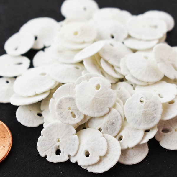 Set of 24 Extra Tiny White Florida Sand Dollars (Micro Size: 1/4" - 1/2") Beach Wedding Crafts Beach Decor Wedding Invitations