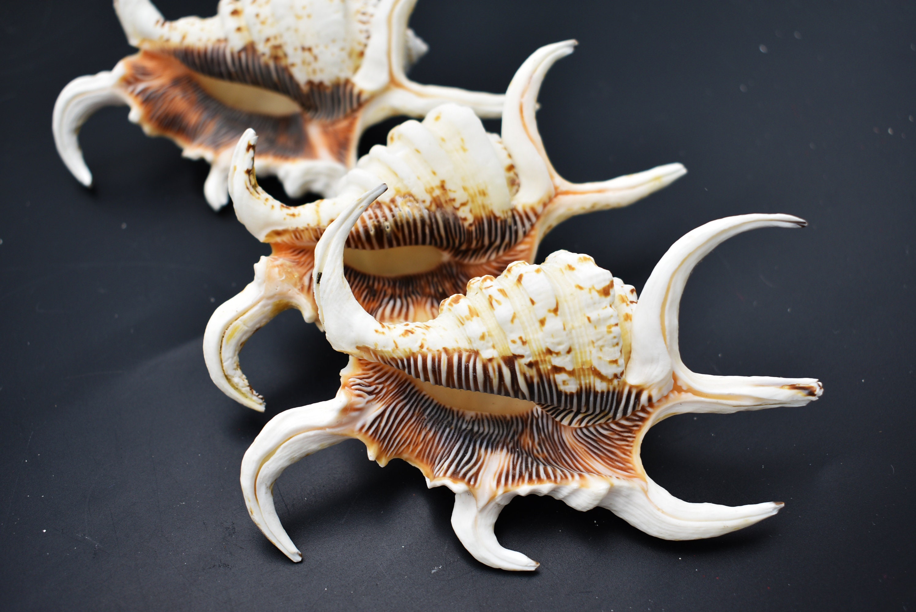 3-pack: Beautiful Spyder Conch Shell (lambis Chiragra) 4-5
