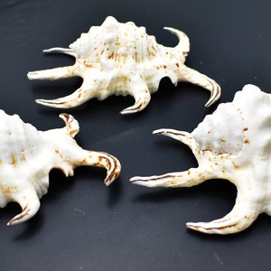 3-Pack: Beautiful Spyder Conch Shell Lambis Chiragra 4-5 Collection/Decor Air Plant Holder image 6