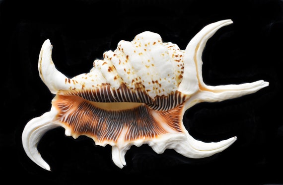 Beautiful Spyder Conch Shell (lambis Chiragra) 4-5