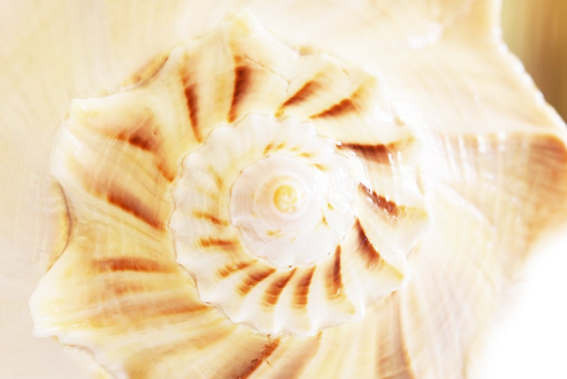 Large "Left Handed" Lightning Whelk Shell (6") Seashell Beach Decor Native American Crafts - Spiritual (Bosycon Sinistra) image 4