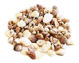 Bulk 1 Lb (about 2000) Extra Tiny Indian Ocean Shell Mix 1/4" - 1/2" size Micro Seashells Beach Crafts Nautical Decor Scrapbook