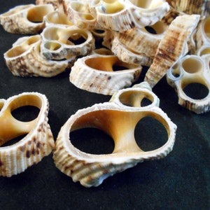 24 Center Cut Gold Mouth Turbo Shell Slices (about 2&quot;) Seashells Beach Craft Nautical Decor Coastal