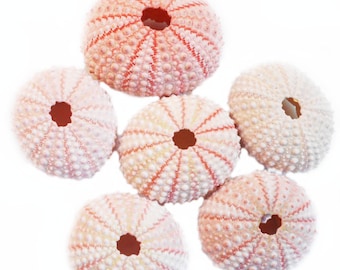 50 Pink Sea Urchin Shells (1 1/2" - 2") Beach Crafts Coastal Cottage Decorating Air Plants