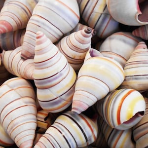 May include: A close-up of a group of seashells with a spiral pattern. The shells are white with brown, pink, and yellow stripes.