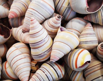 12 Real Haitian Tree Snail Shells (Striped Candy Snail) 1-2" Beach Crafts Coastal Decorating Small Hermit Crabs
