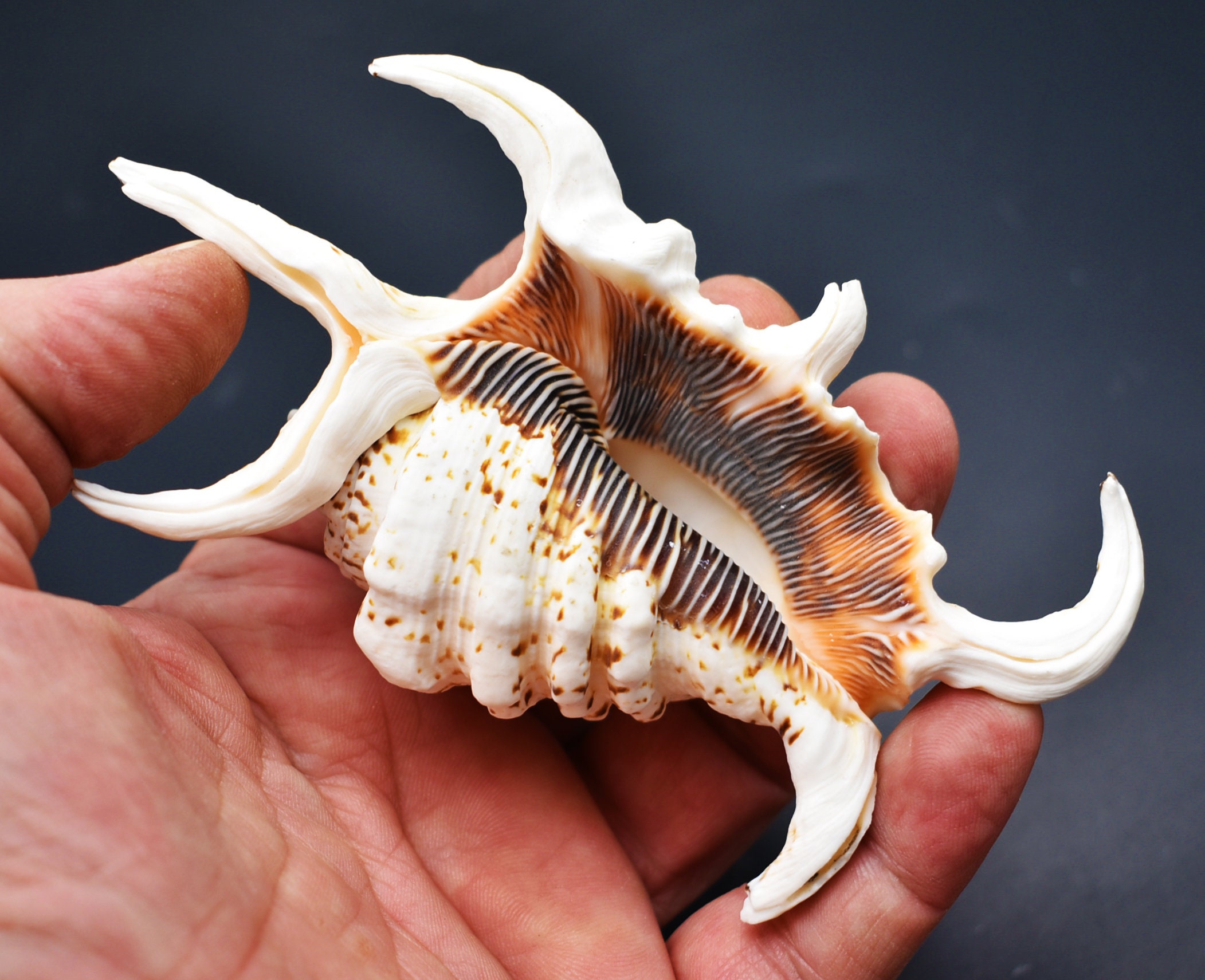 Beautiful Spyder Conch Shell (lambis Chiragra) 4-5