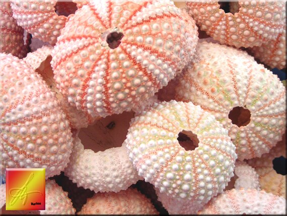 Set Of 12 Natural Pink Sea Urchin Shells Crafts Beach Nautical Etsy