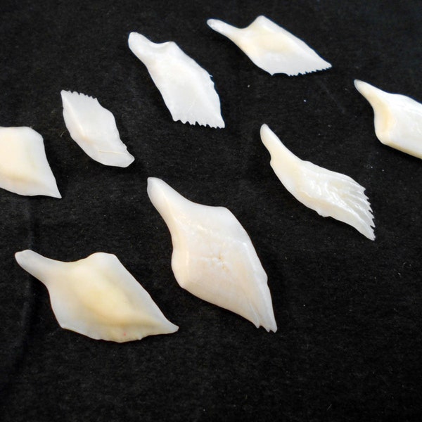 1 oz (about 50) White Gar Scales 1/2" - 1 1/2" Sailors Valentines Crafts Natural