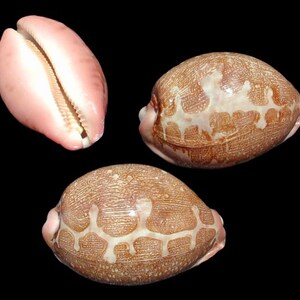 May include: Three cowrie shells, one open and two closed. The open shell is pink, and the closed shells are brown with white markings.