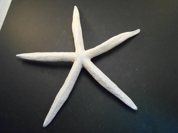 Starfish 3-4/" Beach Wedding Nautical Decor Craft Hobby Finger 100 White Pencil