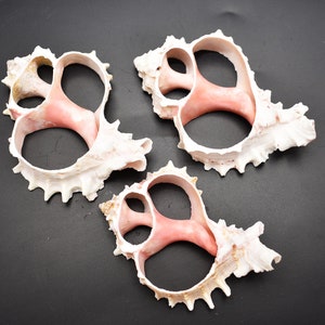 May include: Three white seashells with pink interiors and intricate patterns. The shells have multiple openings, creating a unique and decorative design.