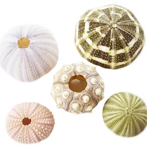 May include: An overhead shot of five sea urchin shells in various colors and patterns. The shells are white, pink, green, and purple, with intricate textures and radial designs. Each shell has a central opening.