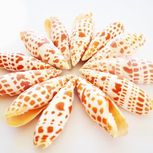 Set of 12 Episcopal Miter Shells (mitra mitra) 3-4&quot; Nautical Decor Beach Crafts Hobby