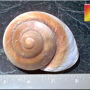 May include: A close-up of a large, brown and white seashell with a spiral pattern. The shell is about 6 inches in diameter and is sitting on a dark gray surface.