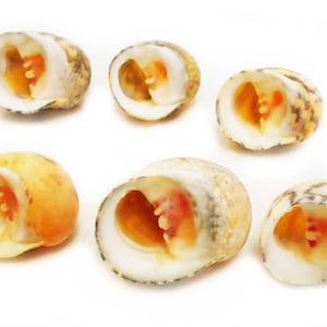 12 small Bleeding Tooth Shells Seashells (1/2&quot; - 1&quot;) Nerita Peloronta - for Shell Crafts and Beach / Coastal Decor
