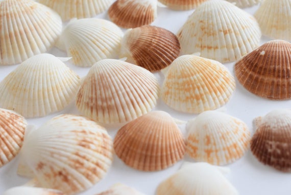 25 Baby Deep Scallop Shells Seashells Beach Crafts Nautical Decor Wedding Arts