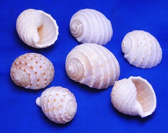 6-Pack: White Tonna Tessalata Shell (3-4") Beach Decor Air Plants Nautical Crafts Hermit Crabs