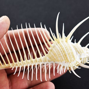 Large Venus Comb Murex Shell (4-5") Seashells Amazing Nautical Display Seashell