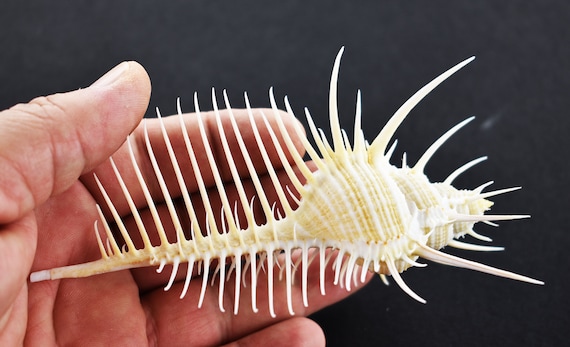 Large Venus Comb Murex Shell (5-6") Seashells Amazing Nautical Display Seashell