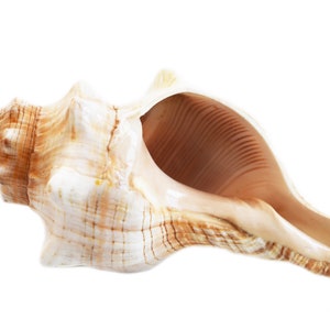 May include: A large, white seashell with brown stripes and a wide opening. The shell is smooth and has a glossy finish.