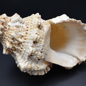 May include: A large, textured seashell with a cream and brown color palette. The shell has a rough, bumpy exterior and a smooth, pearly interior. The open side of the shell reveals a spacious cavity. The background is a solid black.