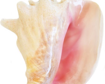 Genuine Bahama Pink Conch Shell (Slit Back) 6"+ Genuine Seashell for Decor, Planting and Crafts