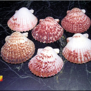 24 Calico Scallops 1.5&quot;-2&quot; Shell Seashells Nautical Craft Beach Wedding Decor