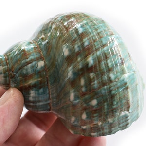 X-Large Polished Jade Turbo Shells (4"+) Opening size: 2" Extra Large Hermit Crabs Nautical Decor Coastal