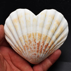 Set of 2 Heart Shaped Natural Scallop Shells (4") Beach Crafts Coastal Decorating Painting Decoupage