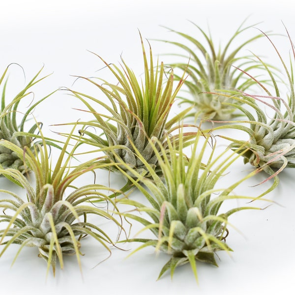 12 Pack of Beautiful Little Airplant Tillandsia Ionantha Quality Air Plant 2"