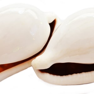 Set of 3 Large White Egg Cowries (ovula Ovum) About 3