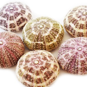 May include: Six sea urchins in various shades of brown, purple, and white. The sea urchins have a spiky texture and are arranged in a cluster on a white background.