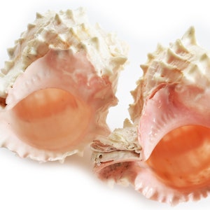 May include: Two large, textured seashells with a creamy white exterior and a soft pink interior. The shells have a spiky, irregular edge and a smooth, rounded opening. The shells are displayed against a white background.