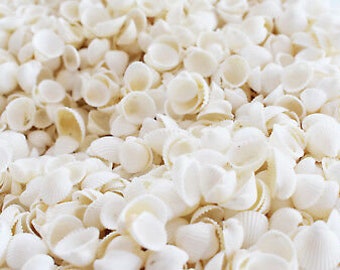 4oz (200) Tiny White Granosa Shells 1/2-3/4" Beach Crafts Wedding Decor Nautical