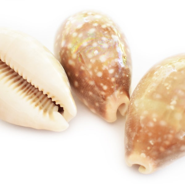 Set of 3 Fawn Cowrie Shells (Cypraea Vitellus) ca. 1 1/2" Beach Collector Coastal Craft